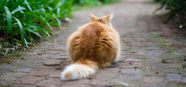 A Cat Sitting On A Path